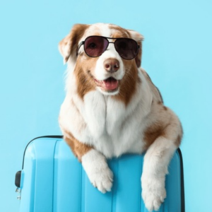 Bon cadeau - Séjour pension chien (1 nuitée)