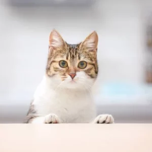 Bon cadeau - Séjour pension chat